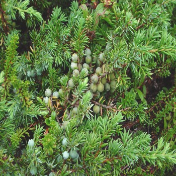 Common Juniper (Juniperus Communis L.)